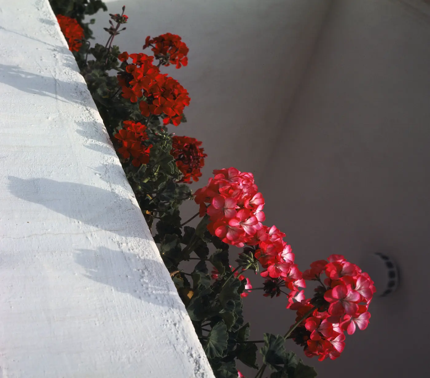 Red geraniums against a whitewashed wall