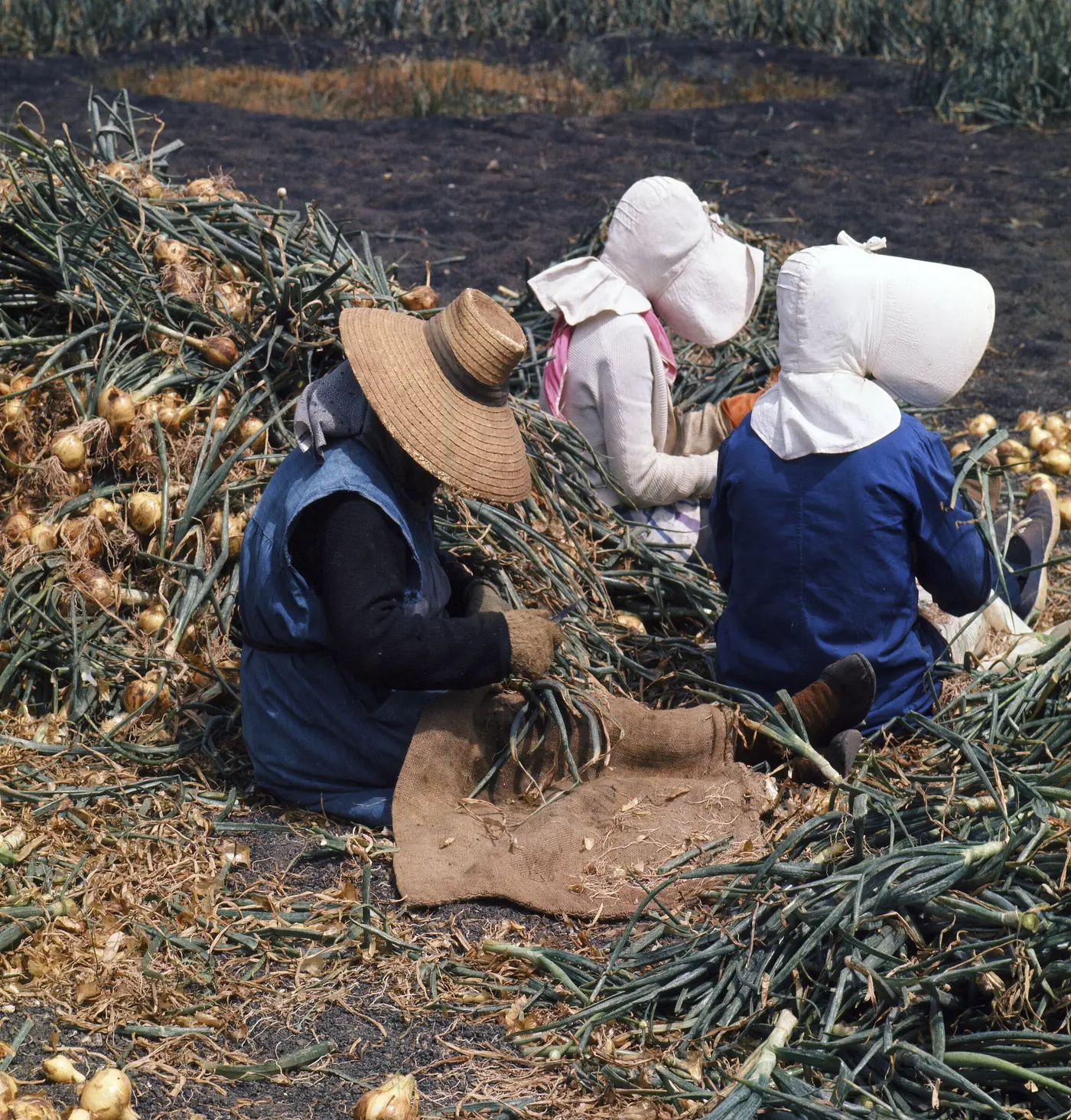 Workers in sun hats in the fields
