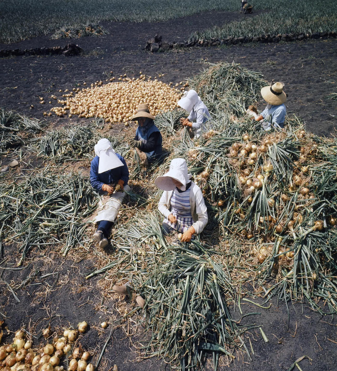 Workers in the fields on black volcanic soil