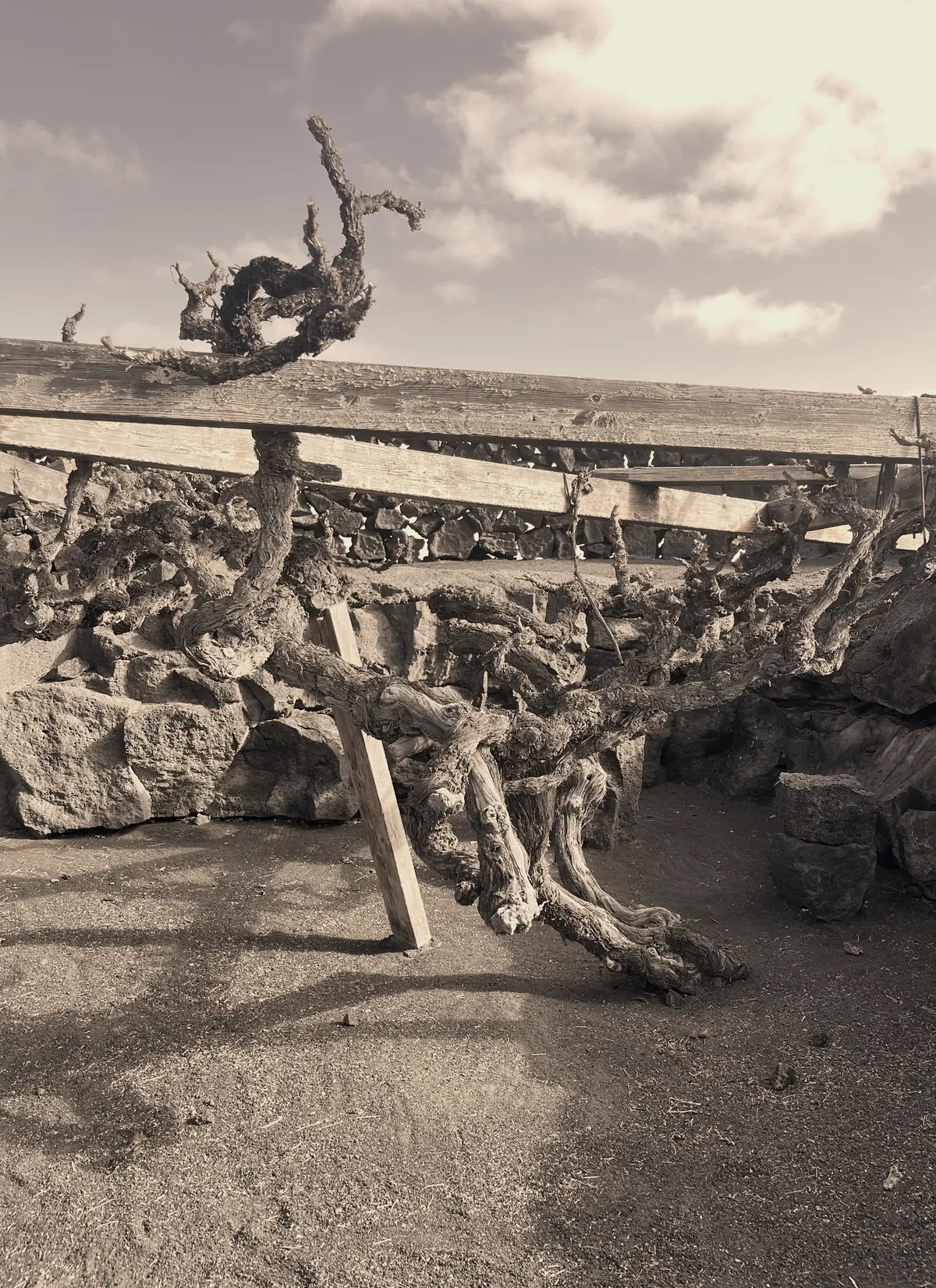 A gnarled vine, more than 200 years old, in black ash