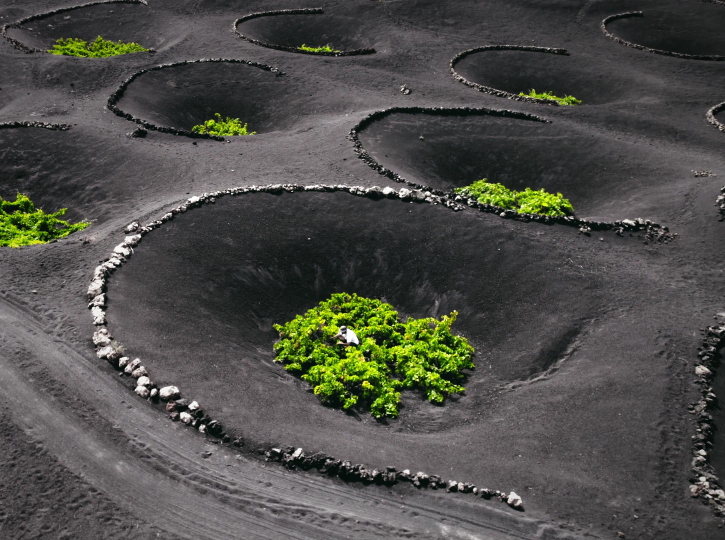 A wine pit in black picón, with its crescent of stone